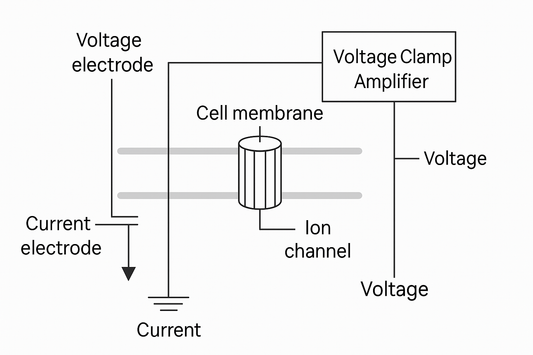 Voltage clamp experiment diagram showing voltage and current electrodes, ion channel in a cell membrane, and amplifier controlling membrane potential and measuring ionic currents.