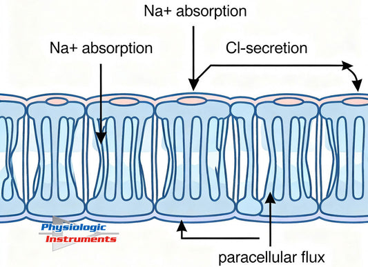 Epithelial transport powers nutrient uptake, fluid balance, and barrier defense. This post explains the core mechanisms (Na+ absorption, Cl- secretion, paracellular flux).