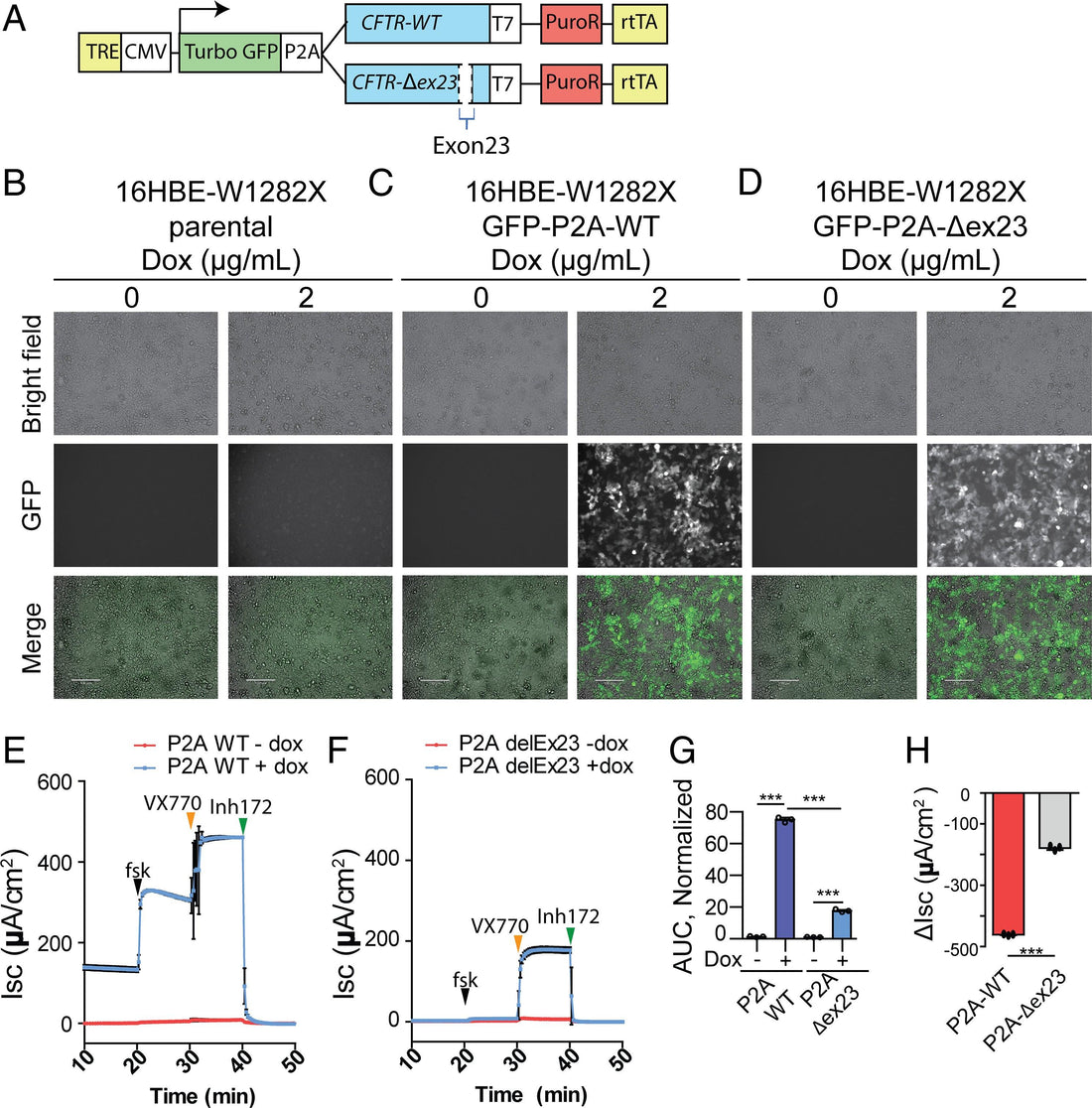 Exon-skipping antisense oligonucleotides for cystic fibrosis therapy