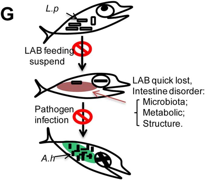 Abrupt suspension of probiotics administration may increase host pathogen susceptibility by inducing gut dysbiosis