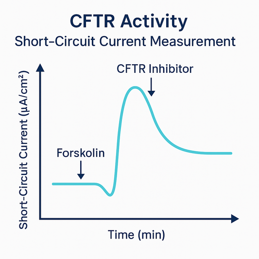 Graph illustrating CFTR ion transport activity with short-circuit current measurements in an EasyMount Ussing Chamber experiment