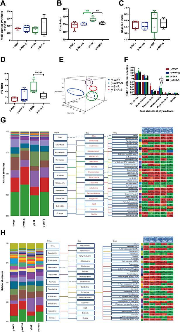 Restraint Stress in Hypertensive Rats Activates the Intestinal Macrophages and Reduces Intestinal Barrier Accompanied by Intestinal Flora Dysbiosis